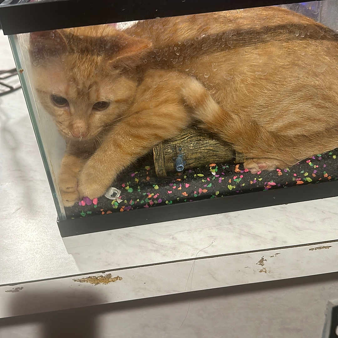 Garfield joined the competition — help win amazing prizes! animal, cat, closeup, colorful_gravel, confused, container, curious, decorative_barrel, domestic, feline, fish_tank, glass, houseplant, indoor, orange_tabby, pet, potted_plant, reflection, shadow, table