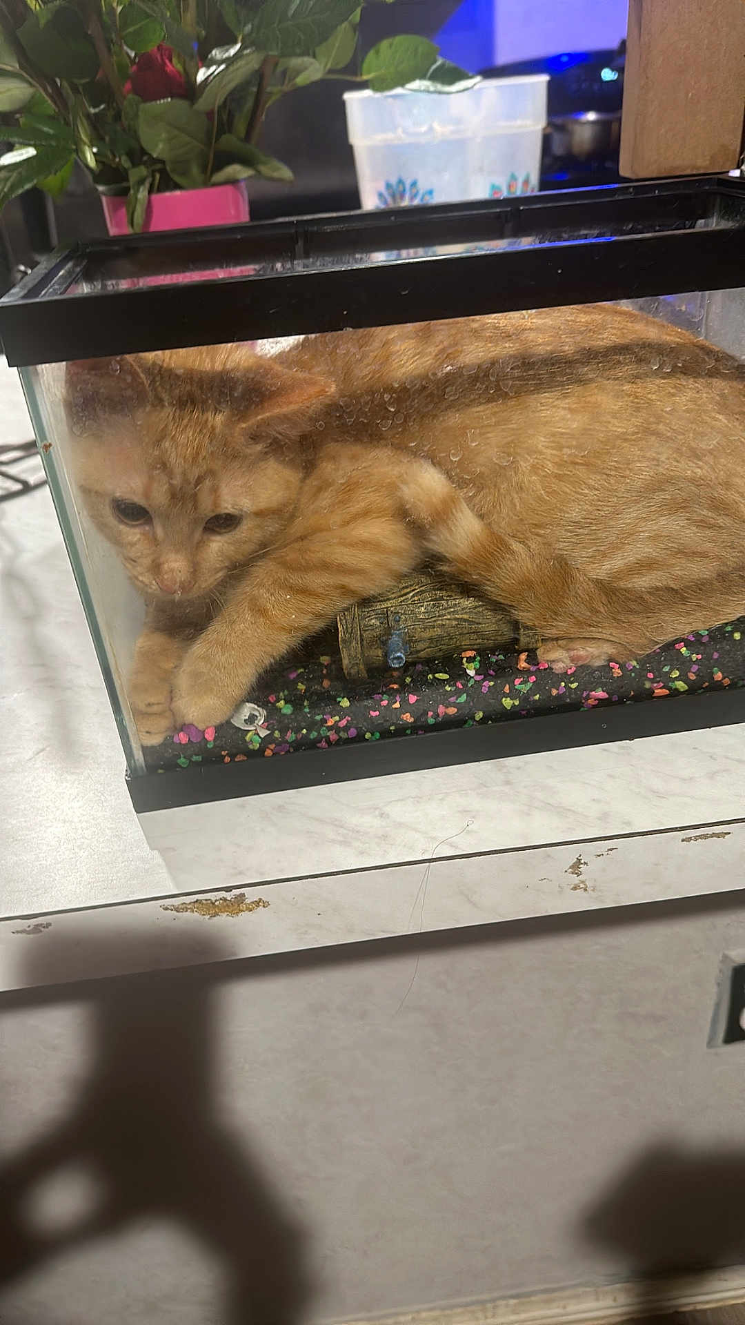 Garfield