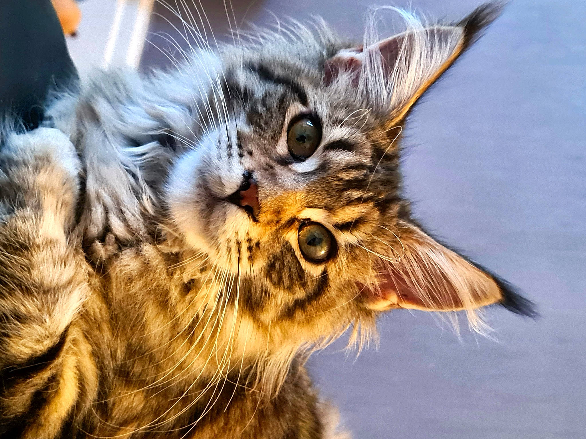 Clarice is registered to the contest to win money with this photo: carnivore, cat, claw, close_up, domestic_short_haired_cat, eye, felidae, fur, grass, macro_photography, maine_coon, norwegian_forest_cat, paw, small_to_medium_sized_cats, snout, terrestrial_animal, whiskers, wildlife