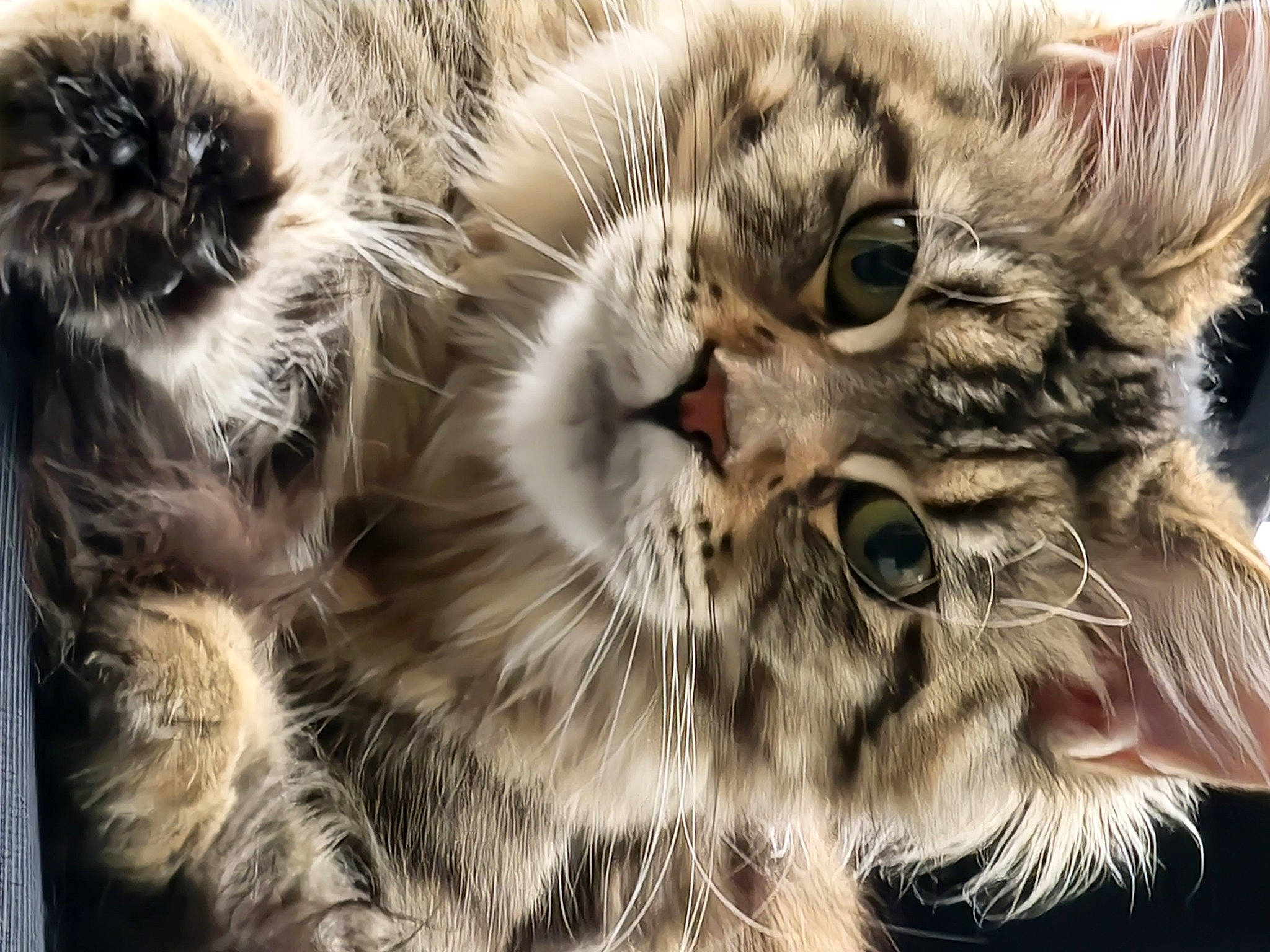 Clarice is registered to the contest to win money with this photo: big_cats, carnivore, cat, claw, close_up, domestic_short_haired_cat, eye, fang, felidae, fur, macro_photography, organism, paw, plant, small_to_medium_sized_cats, snout, terrestrial_animal, whiskers, wildlife