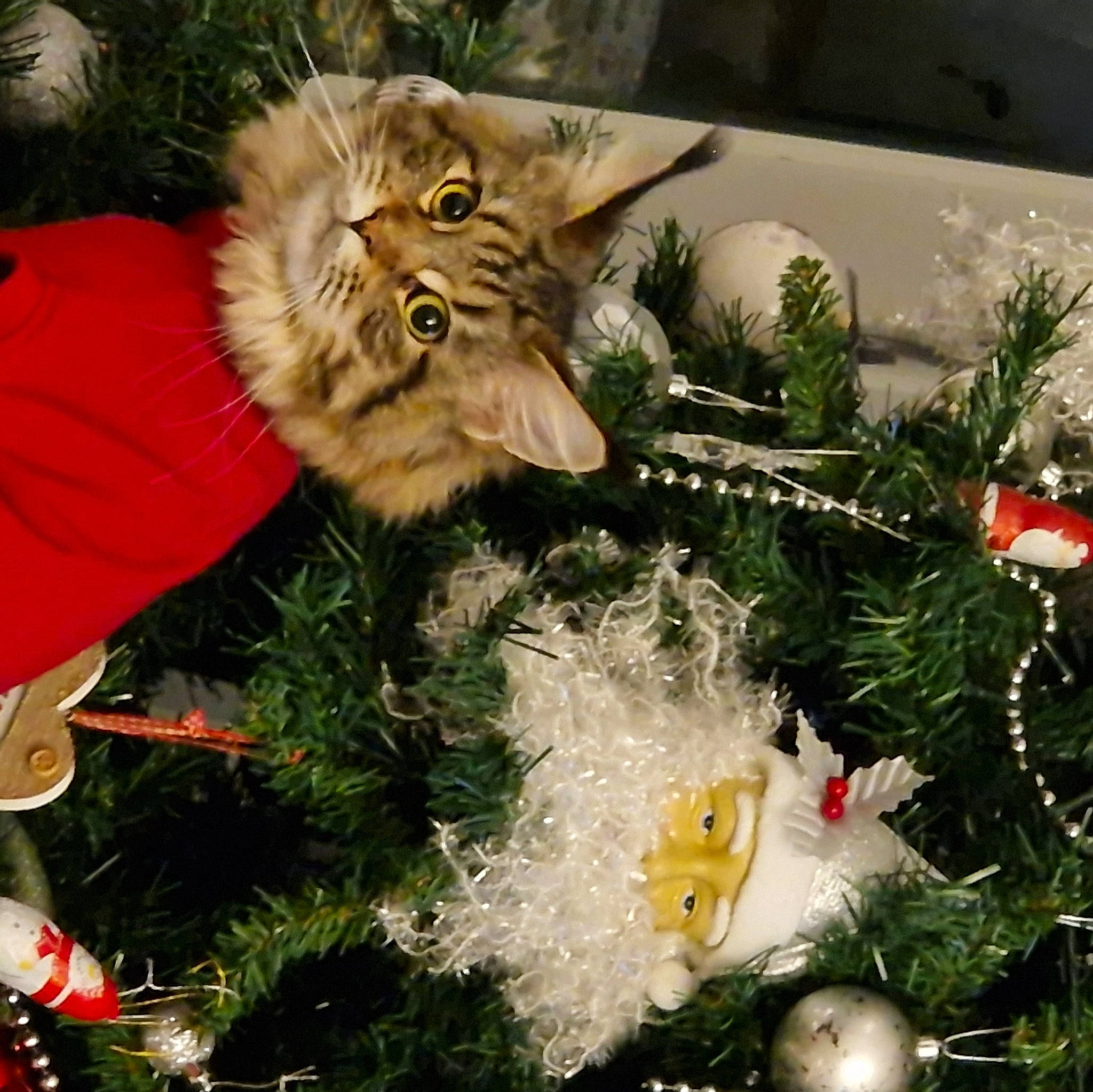 Clarice joined the competition — help win amazing prizes! carnivore, cat, christmas, christmas_decoration, christmas_eve, christmas_ornament, christmas_tree, event, evergreen, fawn, felidae, grass, holiday, holiday_ornament, ornament, plant, small_to_medium_sized_cats, tree, whiskers, woody_plant