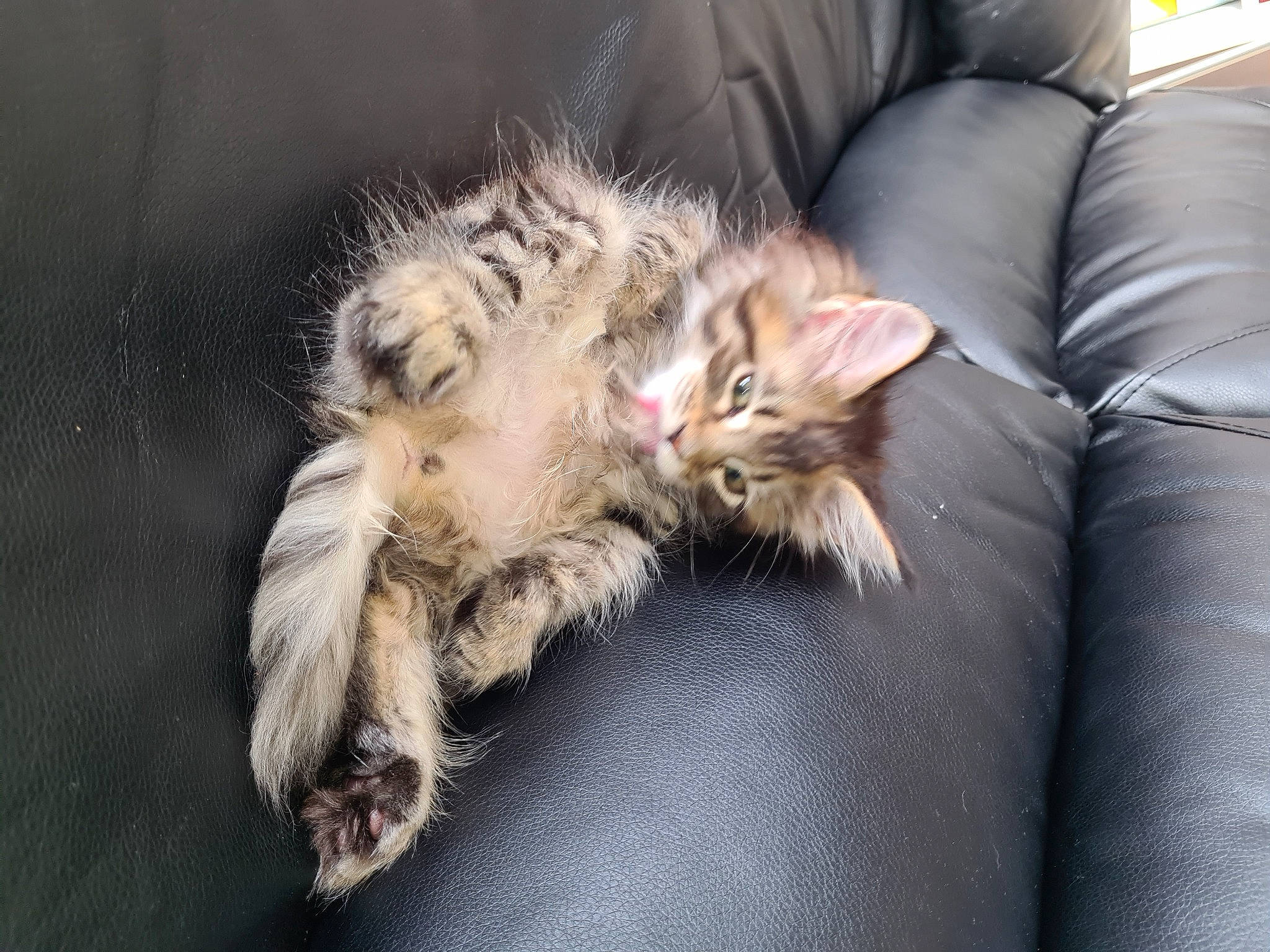 Clarice is registered to the contest to win money with this photo: carnivore, cat, claw, comfort, couch, domestic_short_haired_cat, fawn, felidae, fur, paw, small_to_medium_sized_cats, tail, whiskers