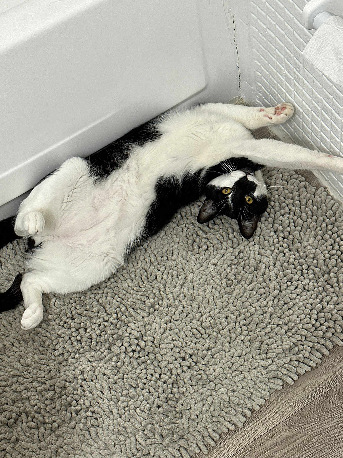 Oreo joined the competition — help win amazing prizes! cat, black_and_white, stretching, bathroom, bath_mat, white_bathtub, floor, curious, pet, indoor, feline, yellow_eyes, relaxed, playful, cozy, texture, animal, fur, whiskers, paws