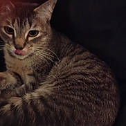 Sprinkles is registered to the contest to win money with this photo: animal, cat, close_up, curled_up, cute, dark_background, domestic_animal, feline, fur, indoor, looking, mammal, pet, portrait, relaxed, resting, small_animal, tabby, tongue_out, whiskers