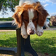 Philou participe au concours pour gagner de l'argent avec cette photo : dog, outdoor, table, grass, sky, clouds, tree, sunny, pet, brown_and_white, fur, animal, resting, nature, daylight, garden, wood_stack, fence, canine, portrait