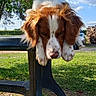 dog, outdoor, table, grass, sky, clouds, tree, sunny, pet, brown_and_white, fur, animal, resting, nature, daylight, garden, wood_stack, fence, canine, portrait