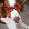 dog, sunglasses, indoor, laying_down, brown_and_white, pet, canine, floor, wood_floor, window, reflection, ear, nose, collar, spot, fur, animal, relaxed, cool, accessory