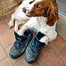 dog, paw, shoe, tile_floor, brick_wall, door, brown_and_white, resting, pet, animal, footwear, indoors, relaxed, looking_away, fur, ears, snout, playful, companion, casual