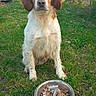 dog, animal, pet, brown_and_white, sitting, grass, outdoor, food_bowl, dog_food, birthday_candle, celebration, nature, tree, greenery, canine, mammal, eyes, fur, cute, companion