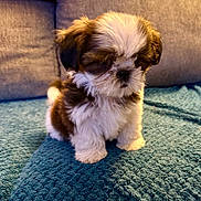 Jo Jo joined the competition — help win amazing prizes! puppy, dog, fluffy, fur, brown_and_white, small_dog, sitting, indoor, couch, sofa, blanket, blue_blanket, pet, paws, cute, portrait, whiskers, cozy, sleepy, face