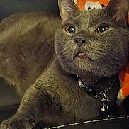 Clyde is registered to the contest to win money with this photo: animal, bell, cat, claws, close_up, collar, cute, domestic_cat, eyes, feline, fur, gray_cat, indoor, looking_up, paw, pet, relaxed, resting, soft_fur, whiskers