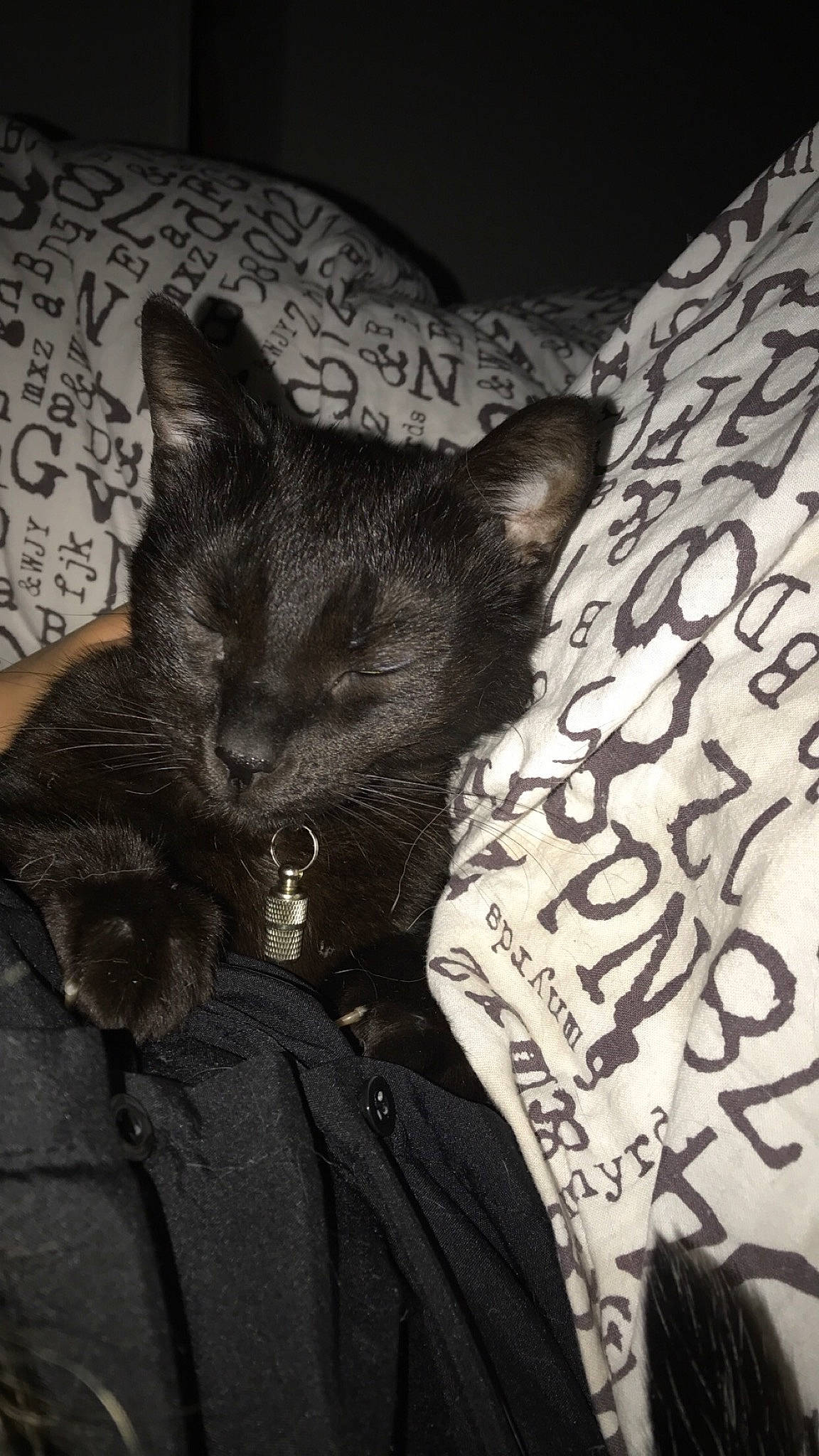 Nala participe au concours pour gagner de l'argent avec cette photo : asian, black, black_and_white, black_cat, carnivore, cat, domestic_short_haired_cat, felidae, german_rex, kitten, nap, sleep, small_to_medium_sized_cats, whiskers