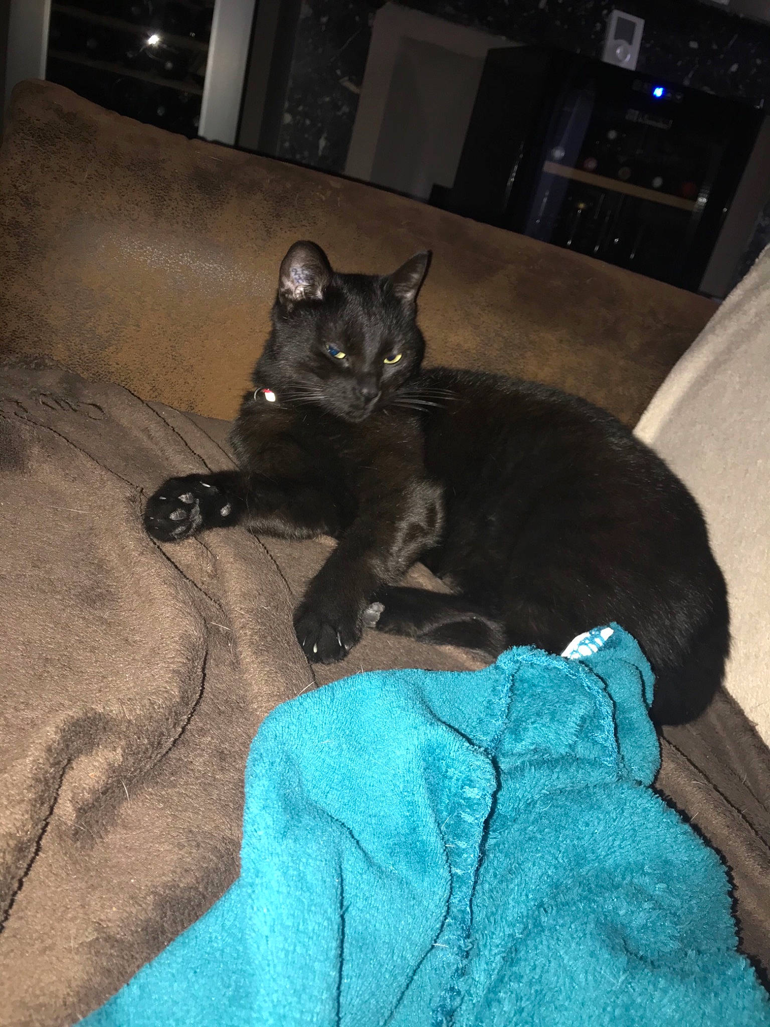 Nala participe au concours pour gagner de l'argent avec cette photo : asian, black, black_cat, bombay, burmese, carnivore, cat, domestic_short_haired_cat, felidae, havana_brown, kitten, korat, mammal, russian_blue, small_to_medium_sized_cats, tail, whiskers