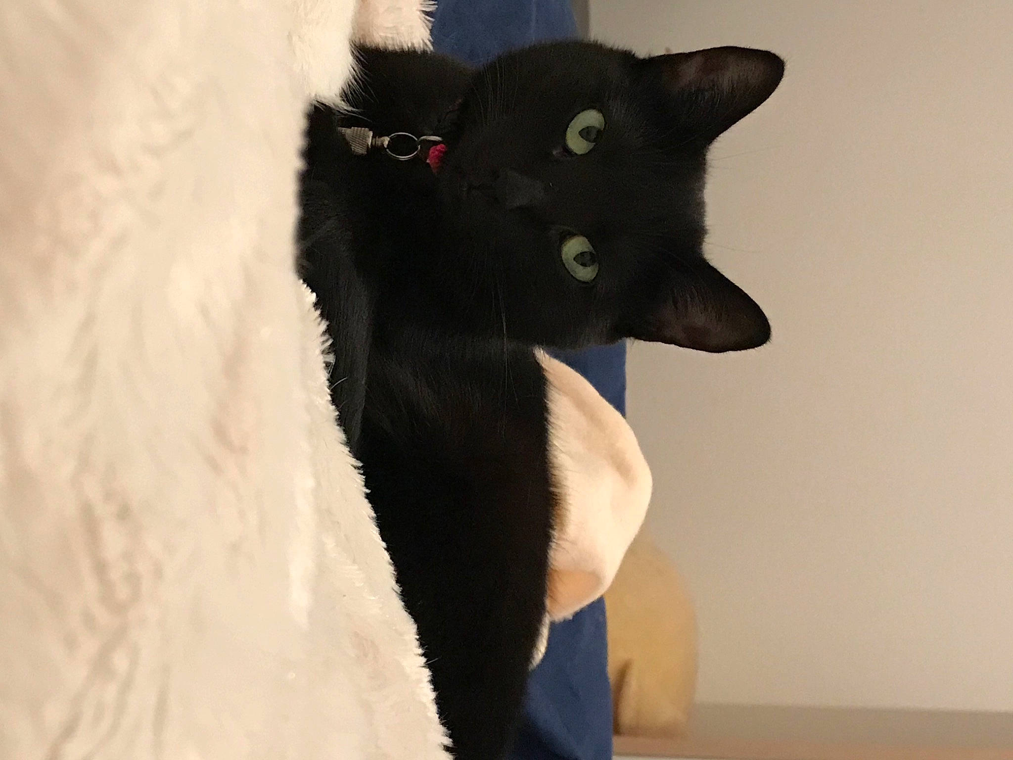 Nala a rejoint le concours — aidez-le/la à gagner de superbes lots ! black, black_cat, canidae, carnivore, cat, felidae, fur, small_to_medium_sized_cats, snout, tail, whiskers