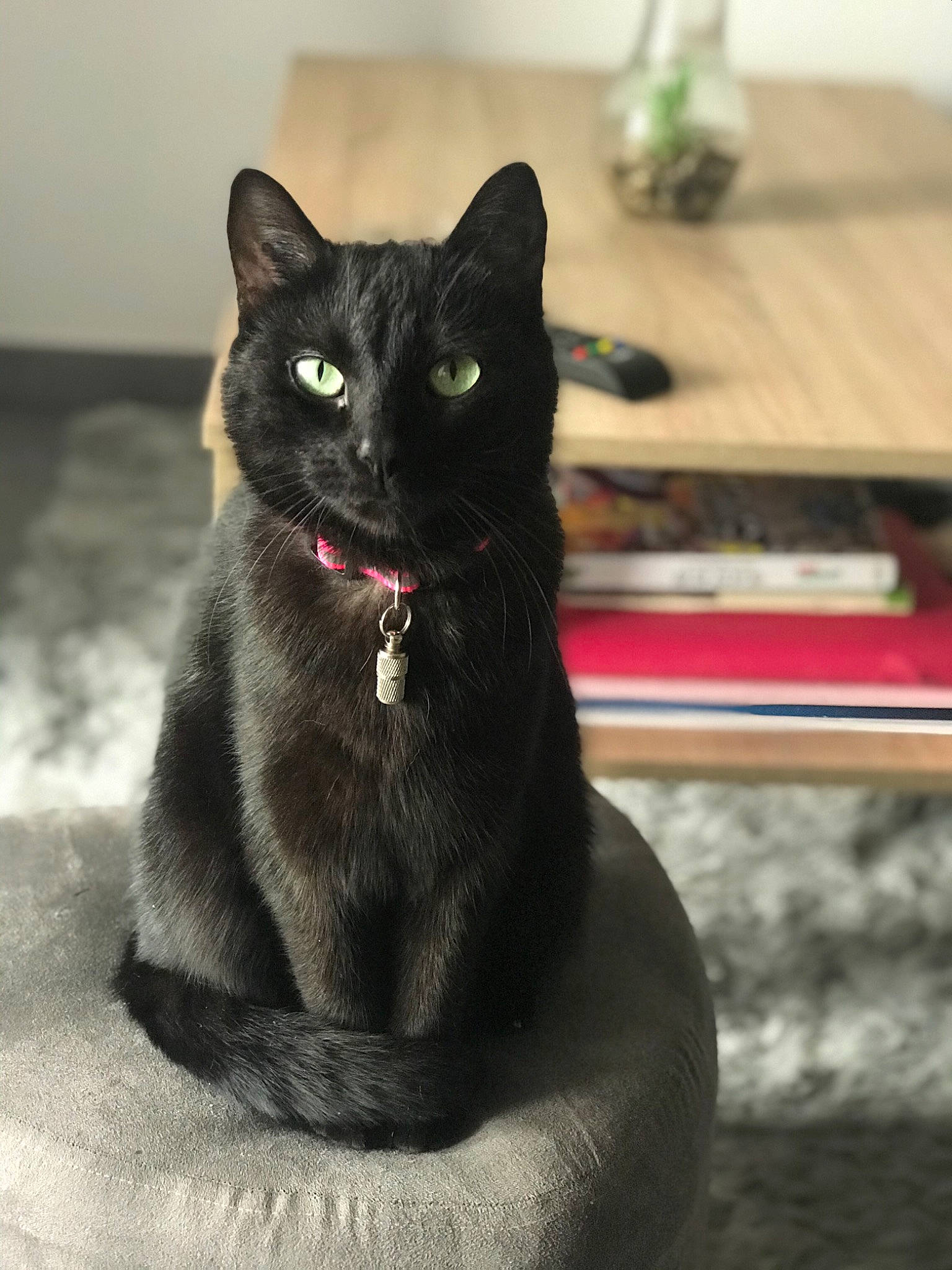 Nala participe au concours pour gagner de l'argent avec cette photo : asian, black, black_and_white, black_cat, bombay, carnivore, cat, domestic_short_haired_cat, ear, eye, felidae, korat, mammal, organ, small_to_medium_sized_cats, snout, tail, whiskers