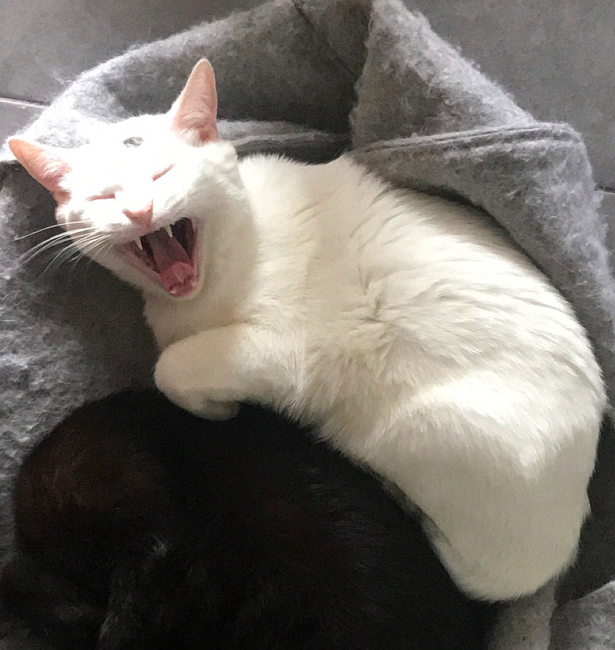 Indi participe au concours pour gagner de l'argent avec cette photo : asian, carnivore, cat, ear, facial_expression, felidae, fur, javanese, khao_manee, kitten, mammal, nap, oriental_longhair, small_to_medium_sized_cats, snout, tail, turkish_angora, turkish_van, whiskers