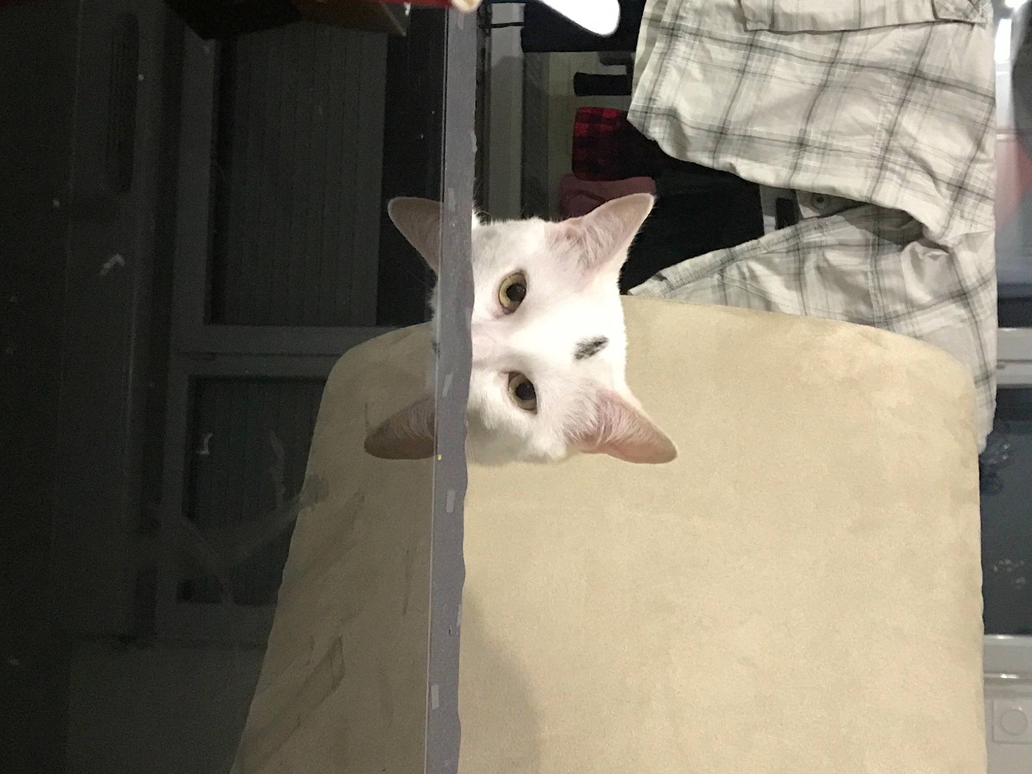 Indi a rejoint le concours — aidez-le/la à gagner de superbes lots ! canidae, carnivore, cat, dog, dog_breed, felidae, non_sporting_group, whiskers, white