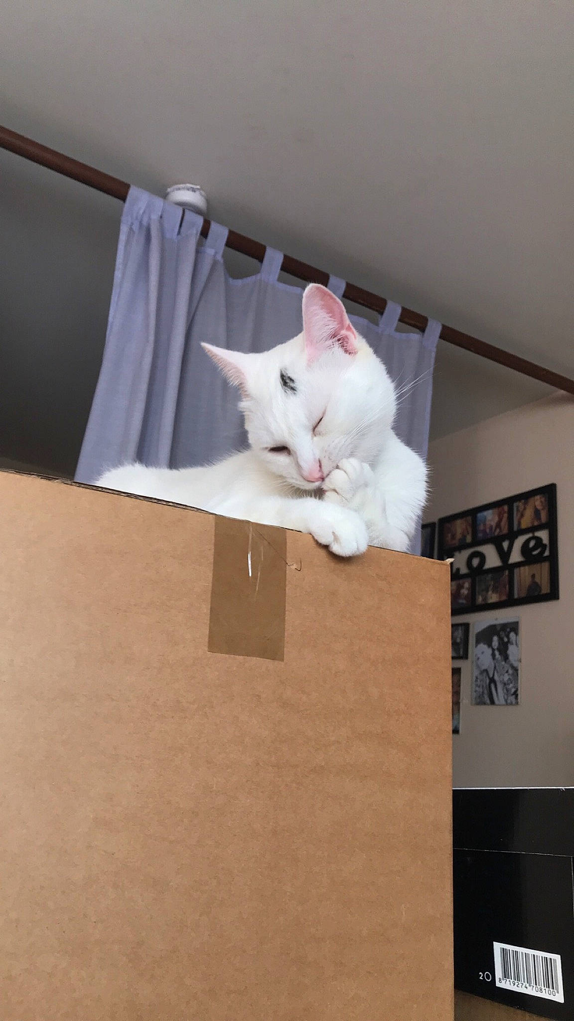 Indi participe au concours pour gagner de l'argent avec cette photo : carnivore, cat, colorpoint_shorthair, devon_rex, fawn, felidae, khao_manee, kitten, room, small_to_medium_sized_cats, tail, turkish_angora, turkish_van, whiskers