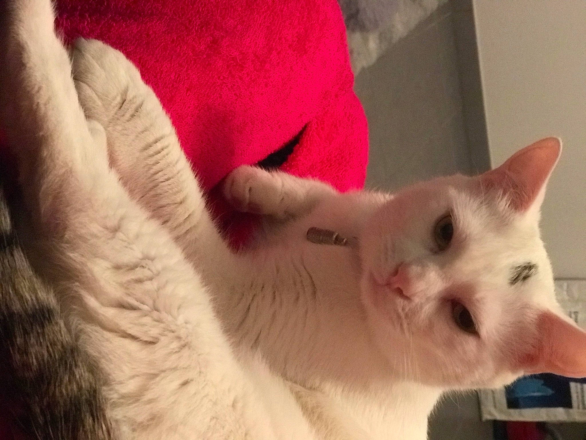 Indi participe au concours pour gagner de l'argent avec cette photo : asian, burmilla, carnivore, cat, colorpoint_shorthair, ear, eye, felidae, fur, head, khao_manee, kitten, mammal, mouth, nose, skin, small_to_medium_sized_cats, turkish_angora, turkish_van, whiskers