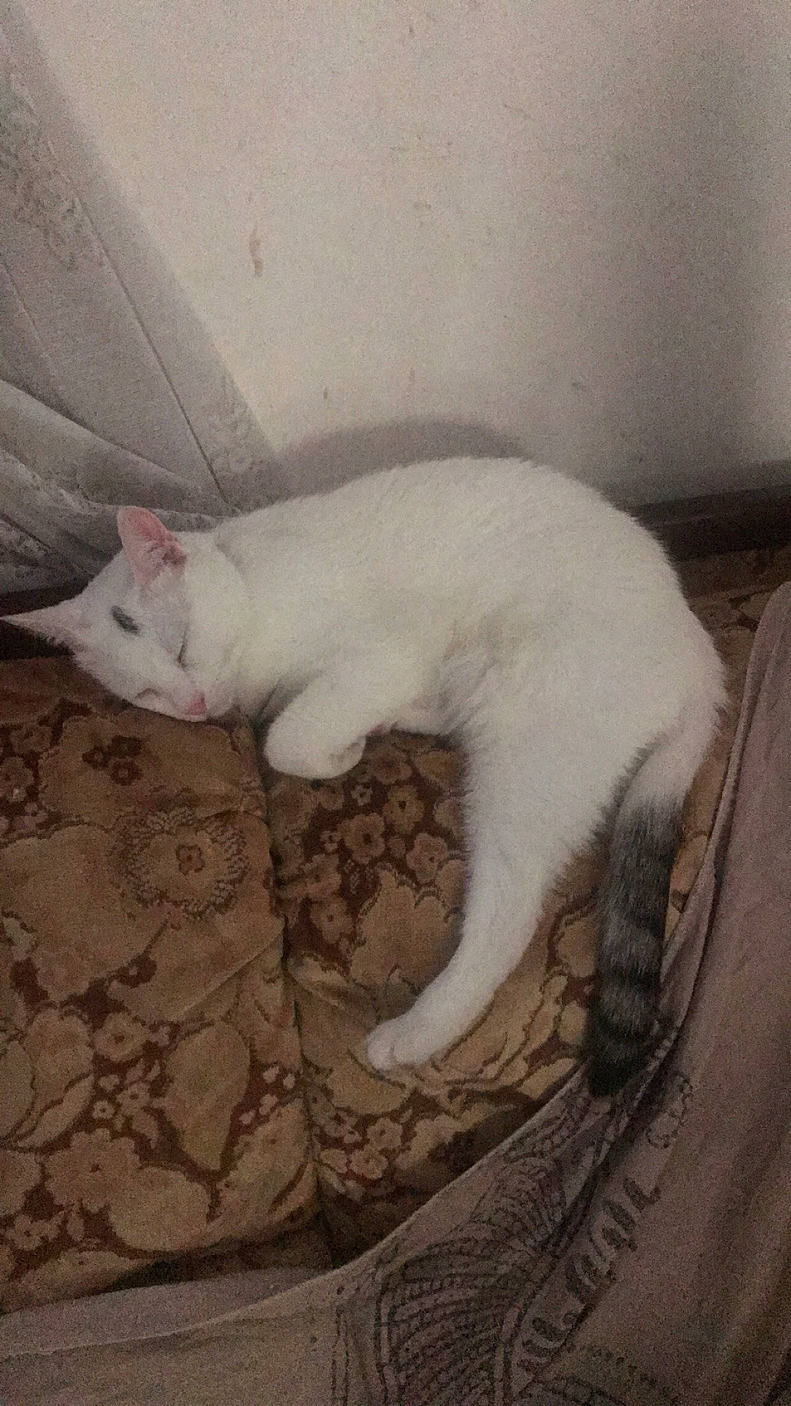 Indi a rejoint le concours — aidez-le/la à gagner de superbes lots ! burmilla, carnivore, cat, domestic_short_haired_cat, felidae, khao_manee, kitten, mammal, nap, small_to_medium_sized_cats, tail, turkish_angora, turkish_van, whiskers