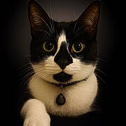 Opale participe au concours pour gagner de l'argent avec cette photo : alert, animal, black_and_white, cat, close_up, collar, cute, dark_background, domestic_cat, eyes, feline, focused, fur, indoor, muzzle, paw, pet, portrait, tuxedo_cat, whiskers