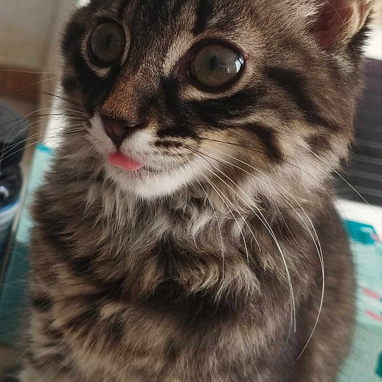 Nala participe au concours pour gagner de l'argent avec cette photo : animal, cat, close_up, curious, cute, domestic_animal, ears, face, feline, fluffy, fur, indoor, kitten, mammal, pet, portrait, tabby, tongue, whiskers, young