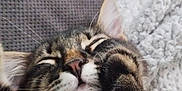 Nala a rejoint le concours — aidez-le/la à gagner de superbes lots ! cat, tabby, sleeping, paw, closeup, cozy, feline, whiskers, fur, pet, indoor, resting, cute, relaxed, mammal, animal, face, nose, ear, blanket