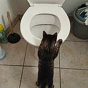 Nala participe au concours pour gagner de l'argent avec cette photo : cat, tabby_cat, toilet, bathroom, tile_floor, plunger, cleaning_supplies, curious, pet, animal, indoor, white_toilet_seat, gray_bucket, paw, tail, standing, exploring, home, feline, back_view