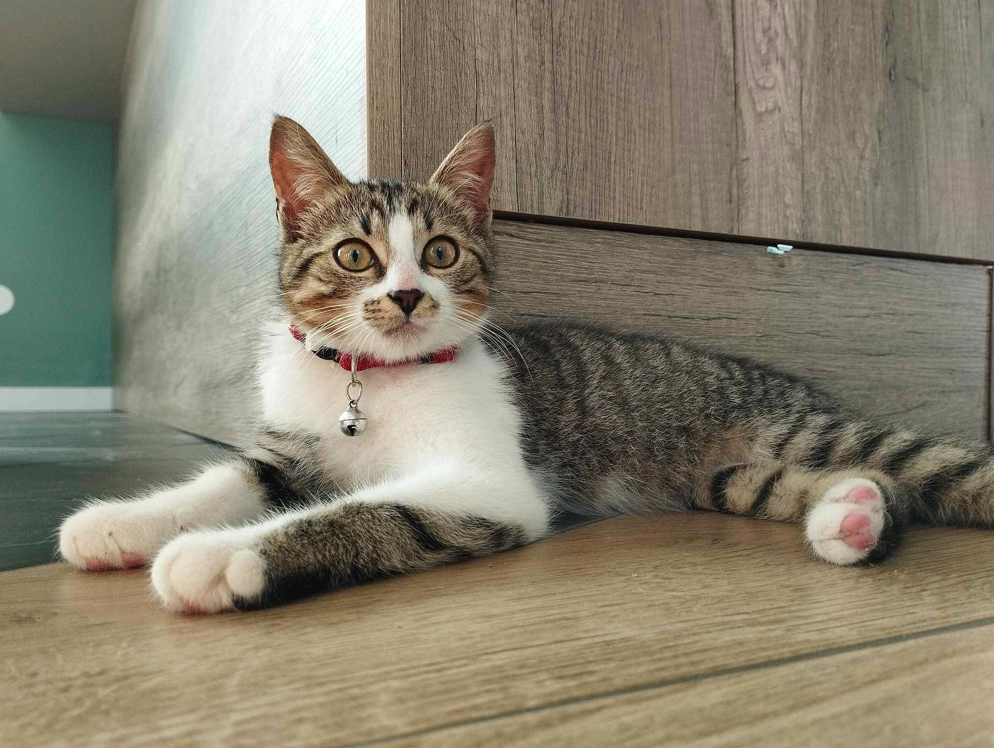 Mimine a rejoint le concours — aidez-le/la à gagner de superbes lots ! carnivore, cat, claw, domestic_short_haired_cat, door, felidae, flooring, foot, fur, hardwood, paw, sitting, small_to_medium_sized_cats, snout, tail, terrestrial_animal, whiskers, wood, wood_flooring