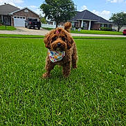 Luna joined the competition — help win amazing prizes! animal, bandana, blue_sky, bow, brown_dog, canine, clouds, cute, daytime, dog, fluffy, front_yard, grass, house, lawn, outdoor, pet, playful, small_dog, suburban
