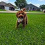 animal, bandana, blue_sky, bow, brown_dog, canine, clouds, cute, daytime, dog, fluffy, front_yard, grass, house, lawn, outdoor, pet, playful, small_dog, suburban