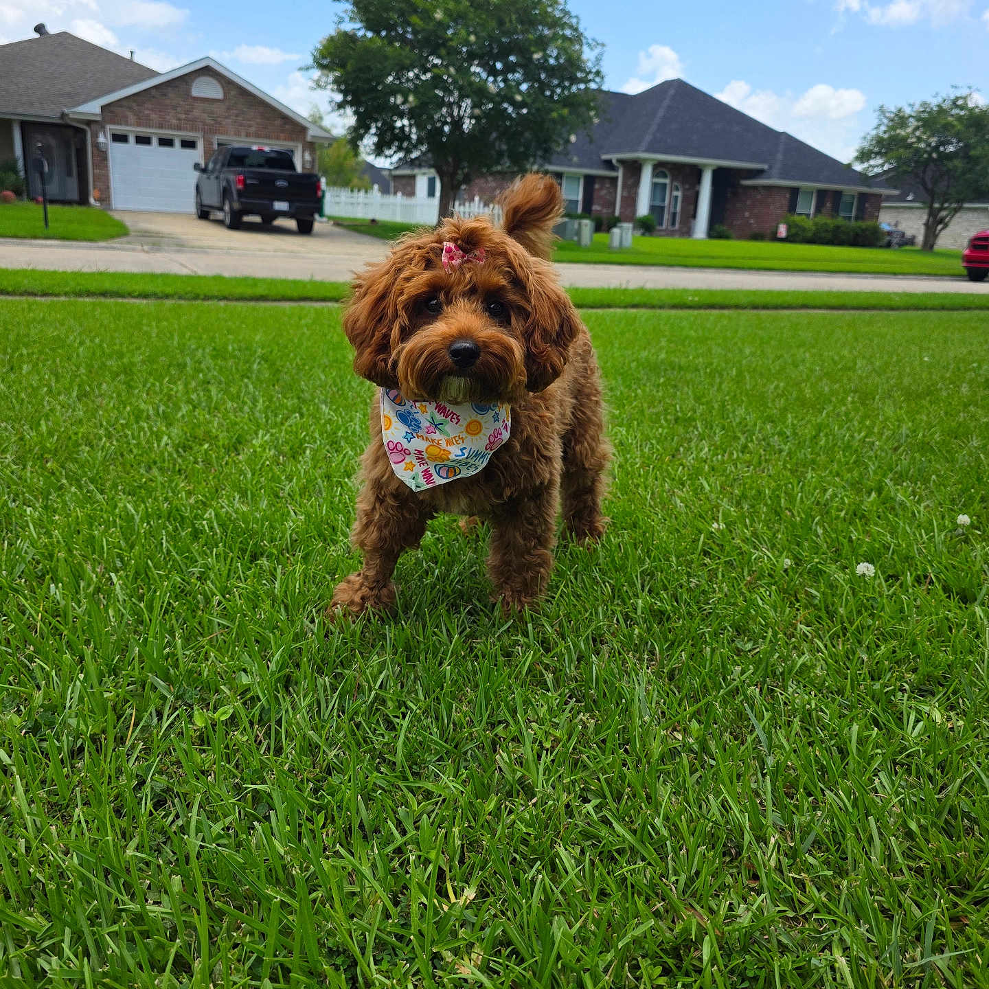 Luna joined the competition — help win amazing prizes! animal, bandana, blue_sky, bow, brown_dog, canine, clouds, cute, daytime, dog, fluffy, front_yard, grass, house, lawn, outdoor, pet, playful, small_dog, suburban
