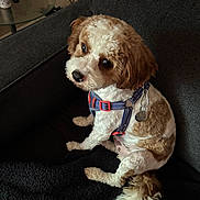 Bentley is registered to the contest to win money with this photo: blanket, brown_and_white, cavapoo, collar, companion_animal, couch, curly_hair, cute, dog, dog_tag, fluffy, harness, indoor, living_room, looking_at_camera, pet, portrait, puppy, sitting, tail