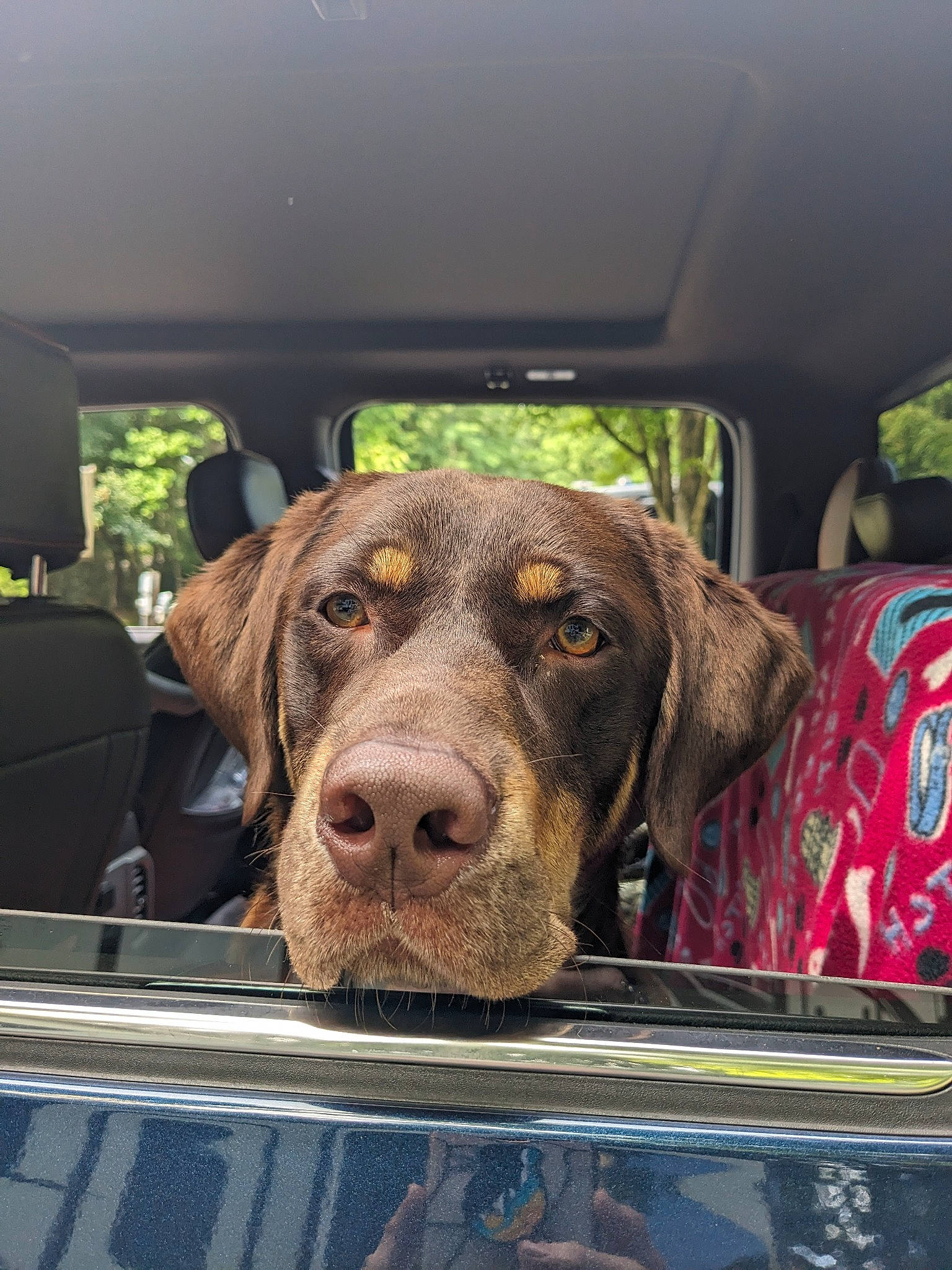 Bruce joined the competition — help win amazing prizes! auto_part, automotive_exterior, automotive_window_part, canidae, carnivore, companion_dog, dog, dog_breed, family_car, fawn, gun_dog, liver, motor_vehicle, plant, snout, sporting_group, vehicle, vehicle_door, windshield, working_animal