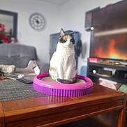 Wicked is registered to the contest to win money with this photo: cat, calico_cat, sitting, scratcher, coffee_table, living_room, couch, clock, television, fireplace, furniture, wood, indoor, pet, animal, home, cozy, blurred_background, relaxed, decor