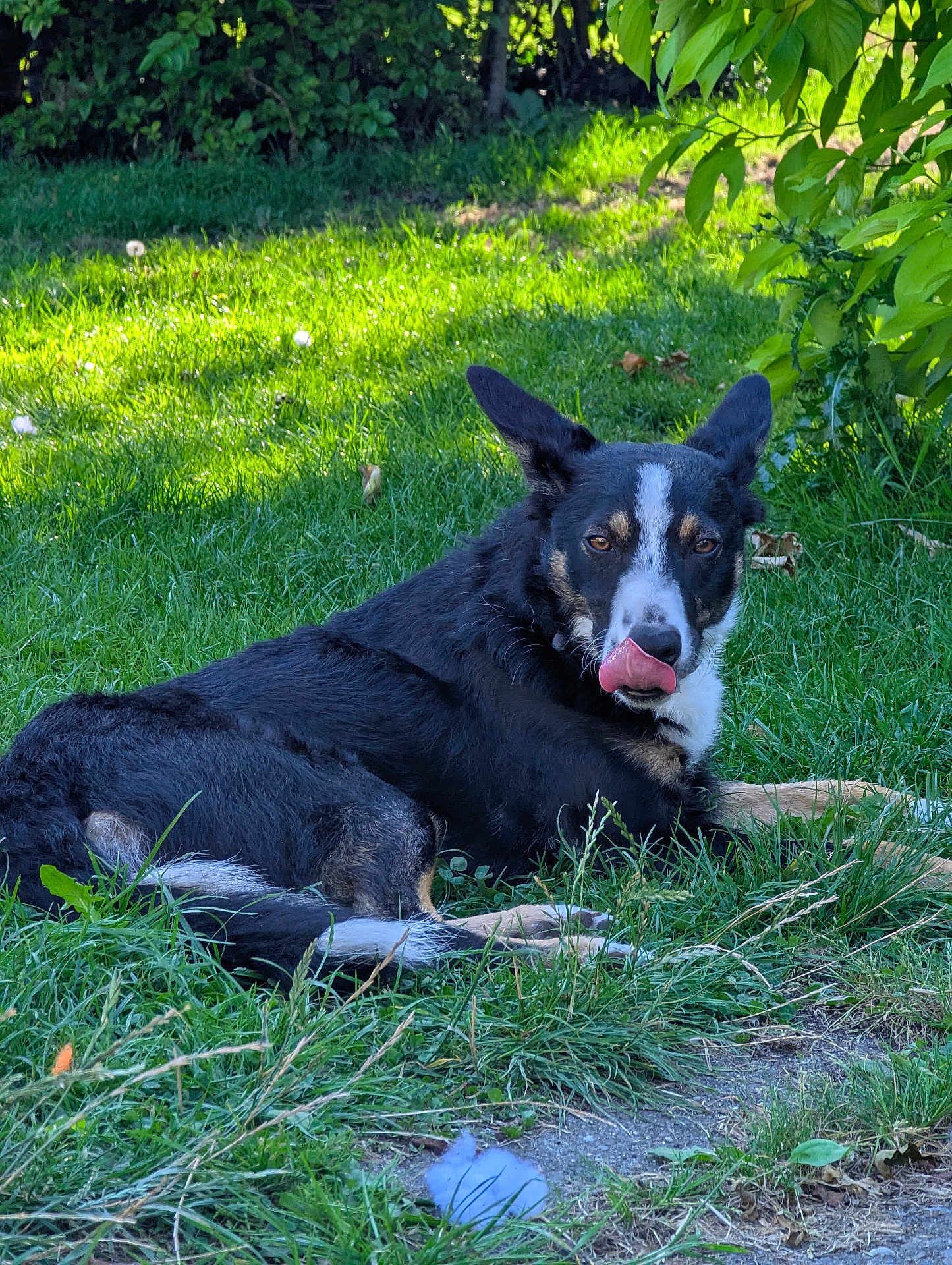 Loki