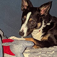 Loki joined the competition — help win amazing prizes! dog, pet, indoor, blanket, plush_toy, laying_down, curious, fur, ears, animal, companion, cozy, resting, furniture, soft_texture, brown, black, white, red, toy