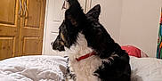 Loki is registered to the contest to win money with this photo: dog, bed, blanket, indoor, furniture, door, wardrobe, collar, white, brown, black, fur, pet, resting, animal, canine, quilt, home, relaxed, room