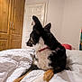 dog, bed, blanket, indoor, furniture, door, wardrobe, collar, white, brown, black, fur, pet, resting, animal, canine, quilt, home, relaxed, room