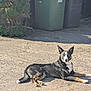 Loki is registered to the contest to win money with this photo: dog, lying_down, outdoor, sunlight, concrete, trash_bins, greenery, bushes, black_coat, white_coat, tan_coat, animal, pet, canine, relaxed, daytime, shadow, ears_up, alert, nature