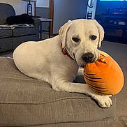 Emma is registered to the contest to win money with this photo: dog, labrador, yellow_dog, pet, stuffed_animal, tiger_toy, toy, couch, living_room, indoors, home, relaxing, lying_down, paws, collar, orange, television, furniture, cozy, portrait