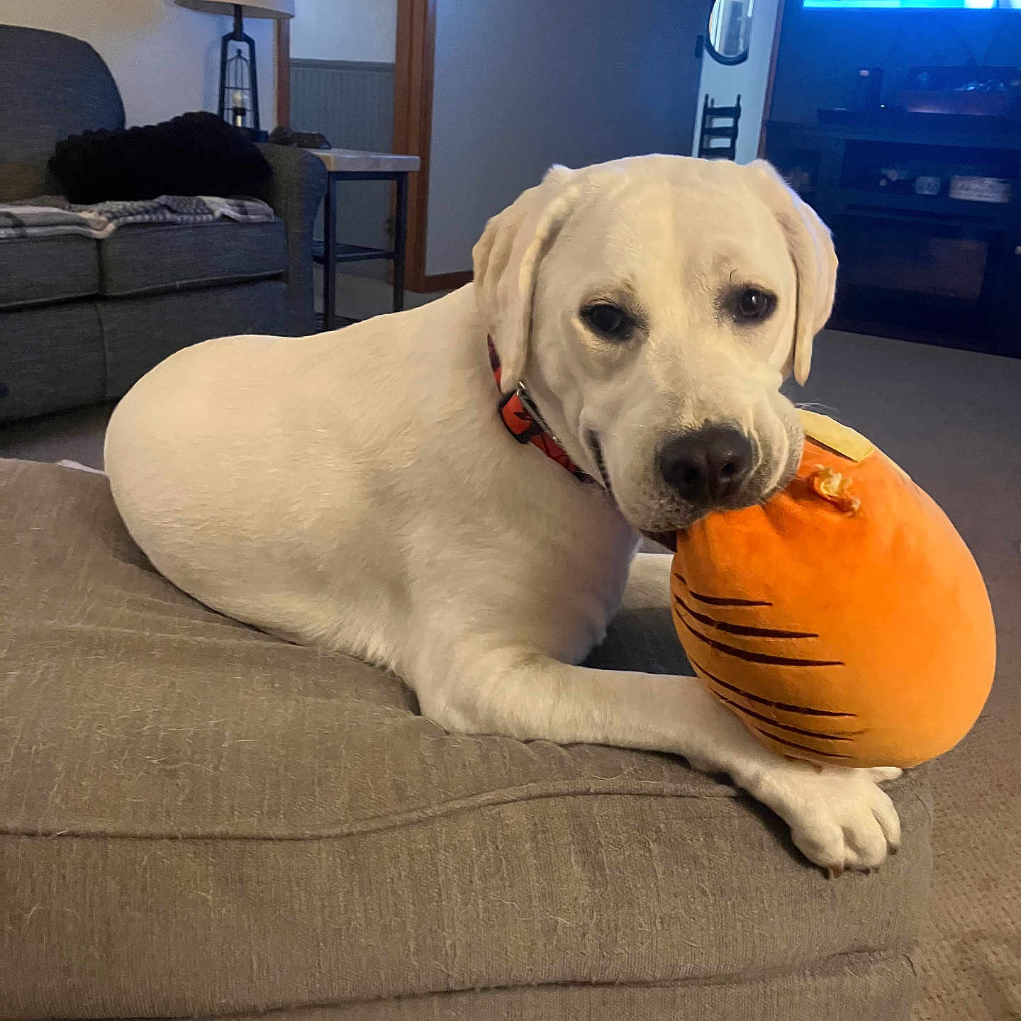 Emma is registered to the contest to win money with this photo: dog, labrador, yellow_dog, pet, stuffed_animal, tiger_toy, toy, couch, living_room, indoors, home, relaxing, lying_down, paws, collar, orange, television, furniture, cozy, portrait