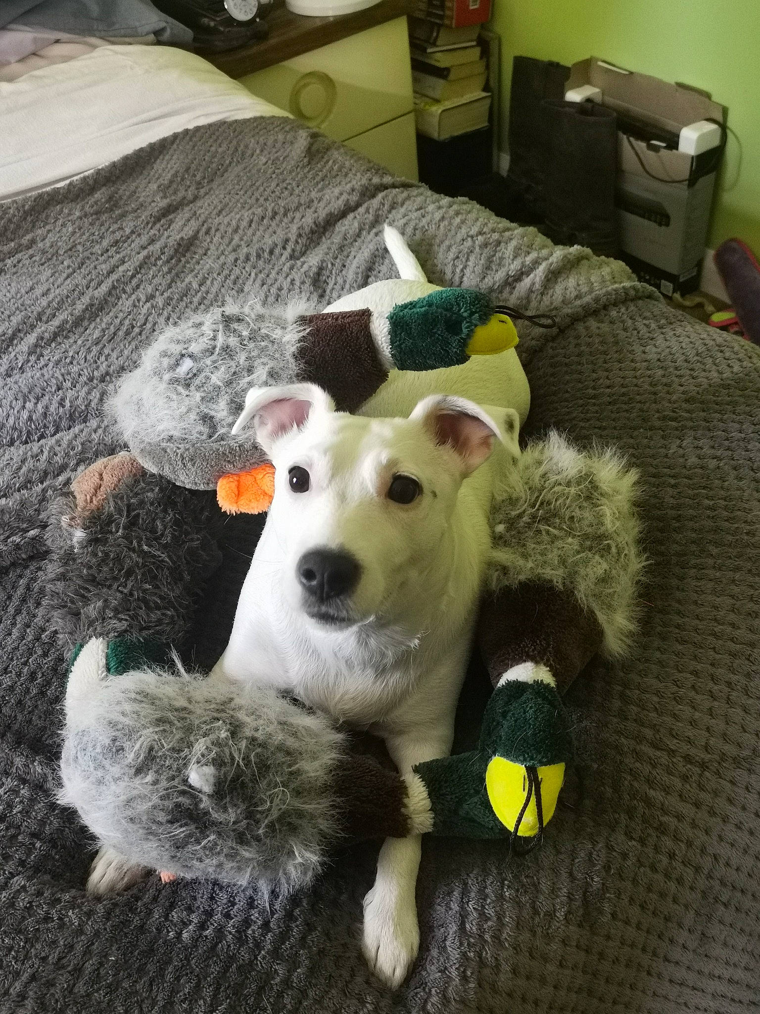 Poppy joined the competition — help win amazing prizes! canidae, carnivore, companion_dog, dog, dog_breed, dog_toy, korean_jindo_dog, mammal, puppy, rare_breed_dog, tennis_ball, vertebrate