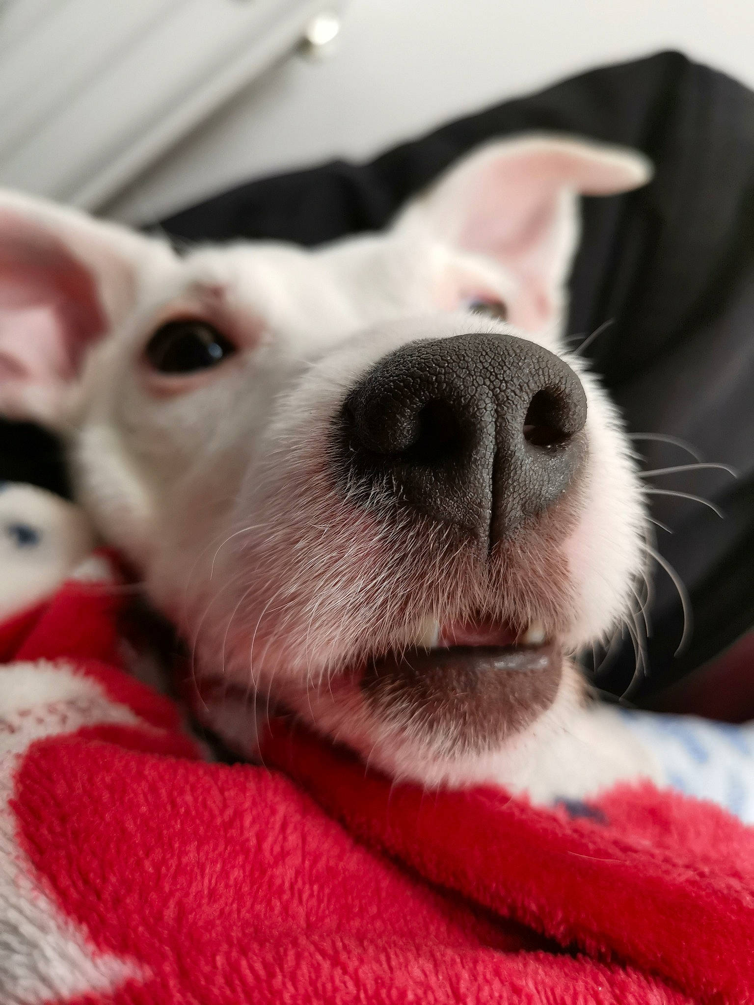 Poppy is registered to the contest to win money with this photo: canidae, carnivore, companion_dog, dog, dog_breed, ear, mammal, non_sporting_group, nose, pit_bull, puppy, puppy_love, snout, vertebrate, whiskers