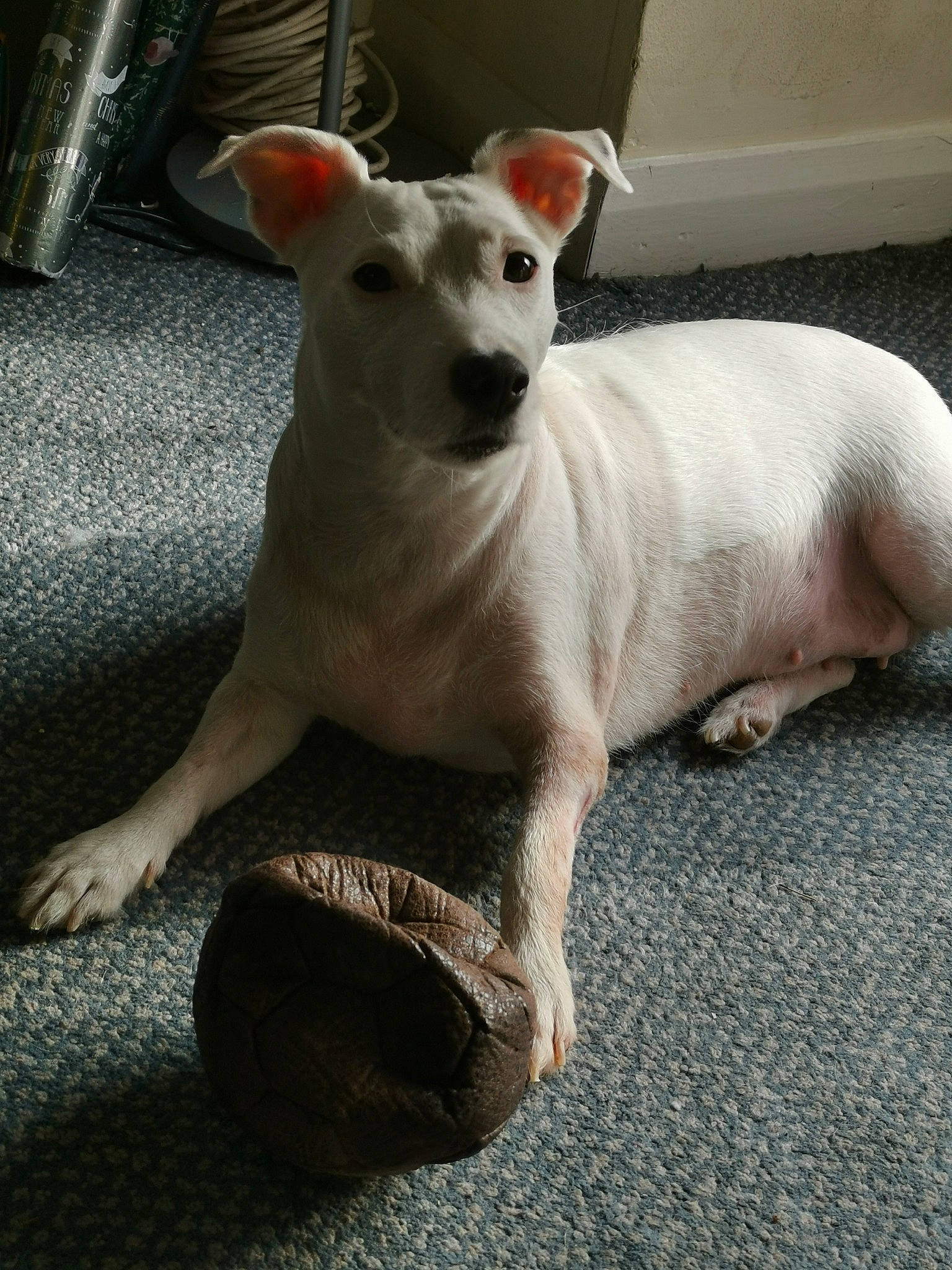 Poppy is registered to the contest to win money with this photo: canidae, carnivore, companion_dog, dog, dog_breed, fawn, mammal, non_sporting_group, puppy, rare_breed_dog, snout, tail, vertebrate, whiskers