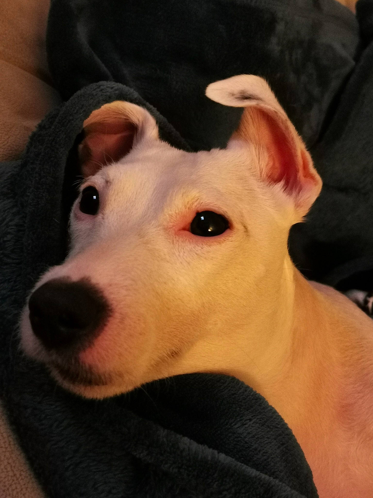 Poppy joined the competition — help win amazing prizes! bull_and_terrier, bull_terrier_miniature, canidae, carnivore, companion_dog, dog, dog_breed, fawn, mammal, non_sporting_group, nose, old_english_terrier, rare_breed_dog, snout, vertebrate, whiskers