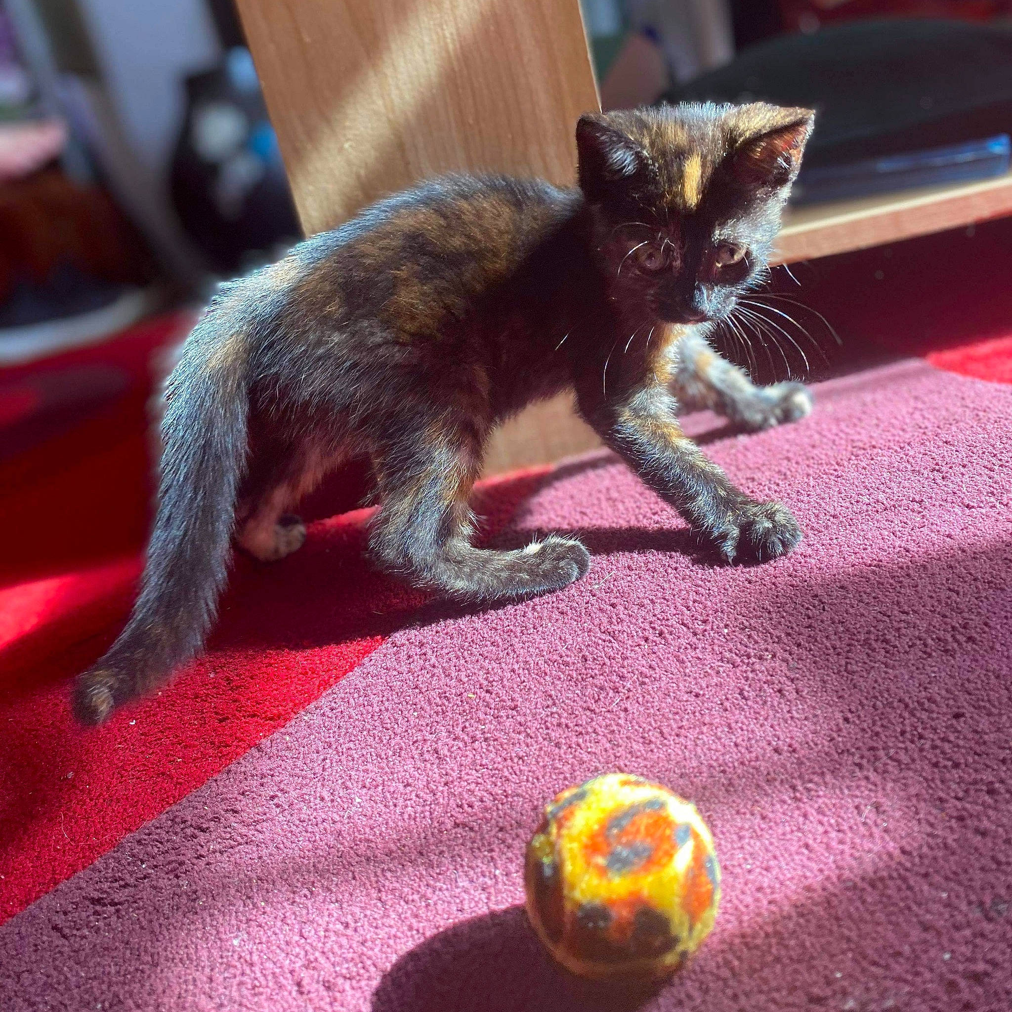 Kita is registered to the contest to win money with this photo: abyssinian, carnivore, cat, claw, domestic_short_haired_cat, european_shorthair, eye, felidae, fur, german_rex, kitten, russian_blue, small_to_medium_sized_cats, tail, whiskers