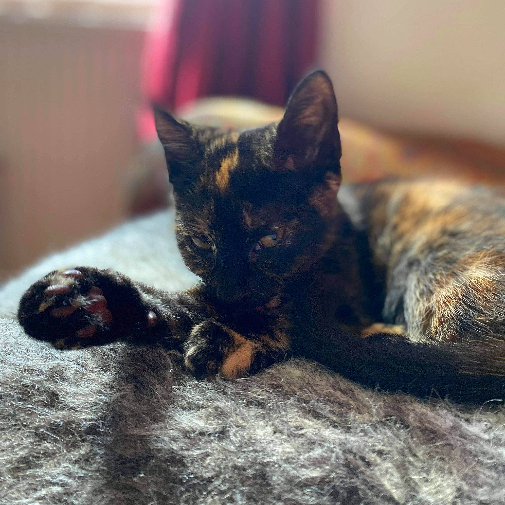 Kita joined the competition — help win amazing prizes! asian, black_cat, carnivore, cat, devon_rex, domestic_short_haired_cat, ear, european_shorthair, eye, felidae, fur, german_rex, kitten, nap, sky, sleep, small_to_medium_sized_cats, snout, tabby_cat, whiskers