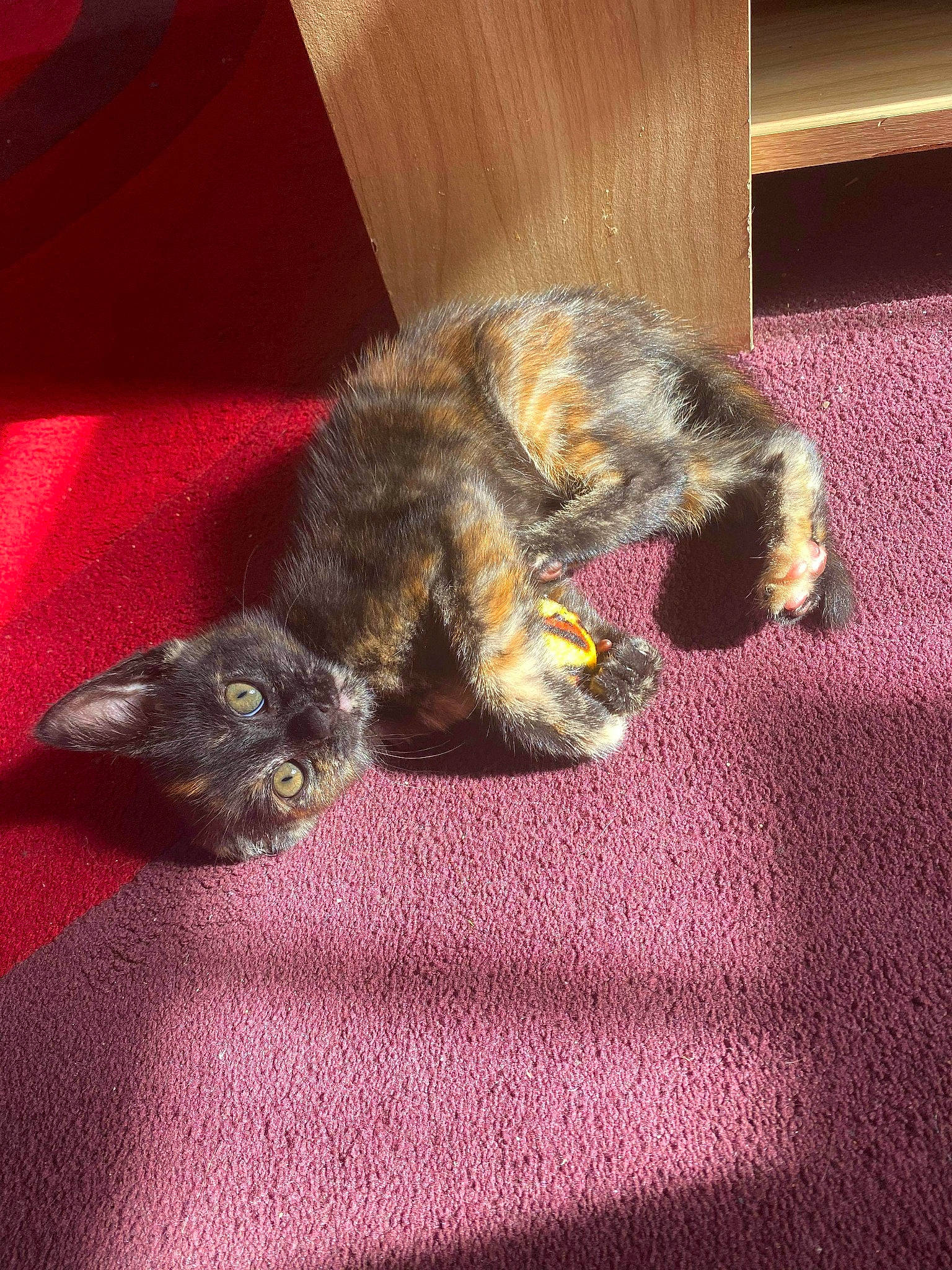 Kita is registered to the contest to win money with this photo: border_terrier, canidae, carnivore, cat, dog, dog_breed, ear, felidae, kitten, mammal, paw, puppy, small_to_medium_sized_cats, tail