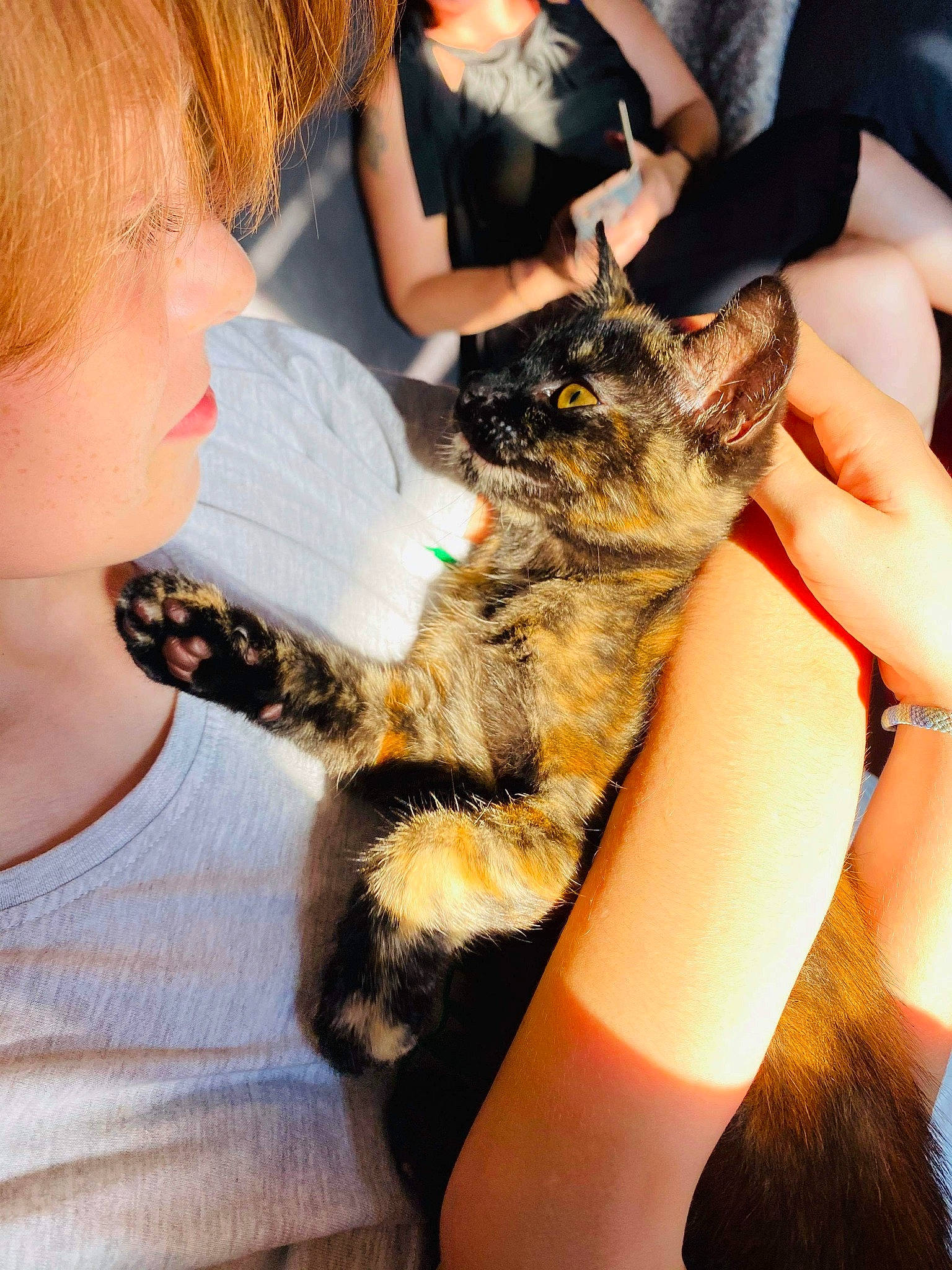 Kita joined the competition — help win amazing prizes! arm, black_hair, brown_hair, carnivore, cat, ear, fawn, felidae, fur, gesture, hand, kitten, leg, long_hair, maine_coon, nail, small_to_medium_sized_cats, textile, whiskers